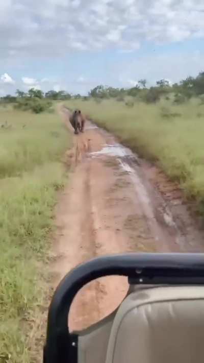 Rhinos are big but also fast