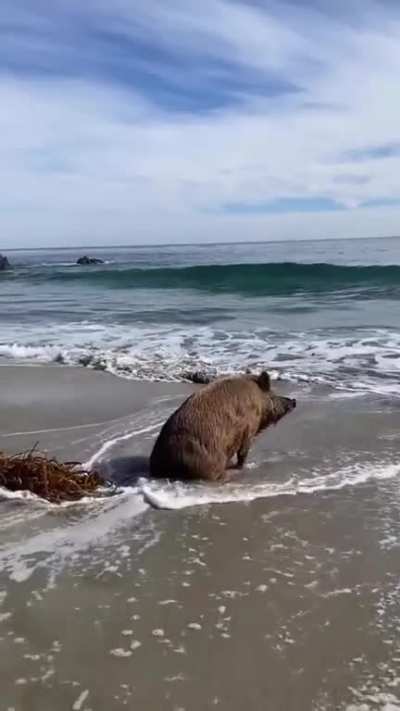 ? A pig observing the sea