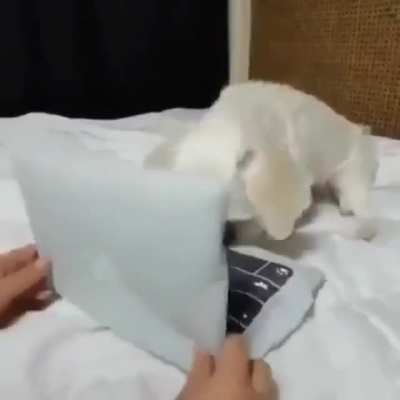 I wonder if these would count as 'typing Zoomies...?"
