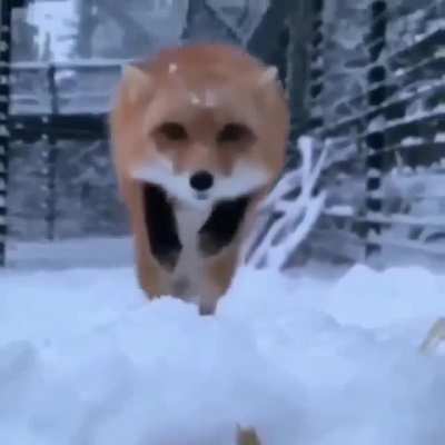 Boing!