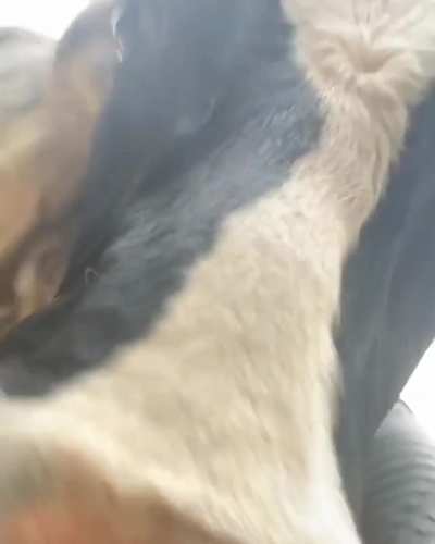 "Are you doing a video? I want to be in it too!"
