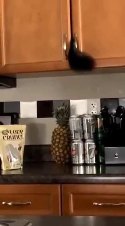Cat has had enough of today