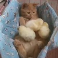Chick magnet!