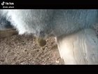 A gorilla grabbing his poop...