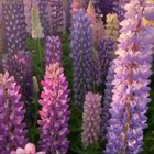 ? Lupins in full bloom in New Zealand ?