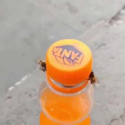 ? When we hear that bees are cooperative, that's not what we expect to see.