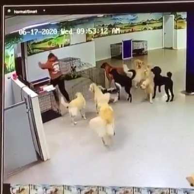 HMC while i dogsit