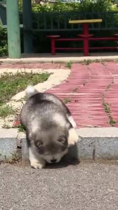 Cute Baby Alaskan Malamute ?