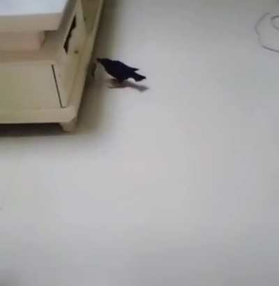 I need that bird