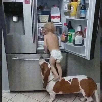 Helpful dog helps his little friend to get something out of the fridge
