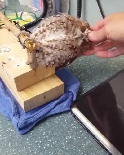 ? Screech Owl getting his head scratched.
