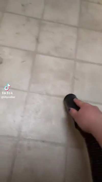 I wasn’t expecting that dog