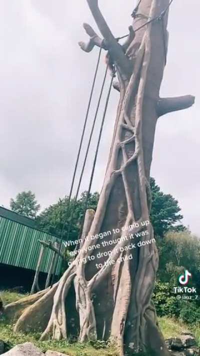 Orangutans are very intelligent