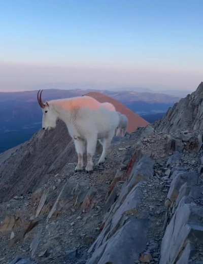 ? this curious mountain goat