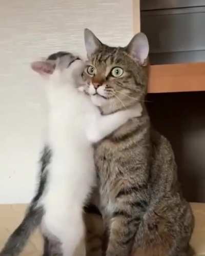 To eat the cat