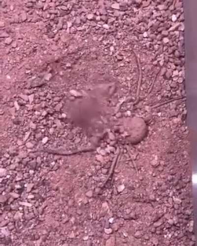 ? Sand spider