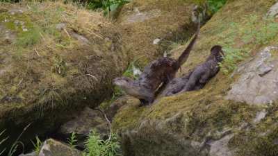 ? River Otter mama shows me her 'jelly dance' - ALSO LOOK HOW CUTE HER PUPS ARE!!!!!