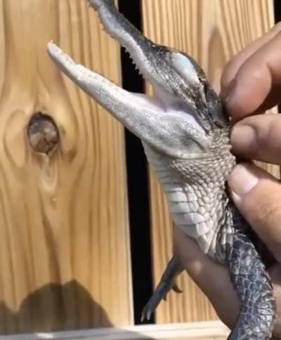 Head scratches