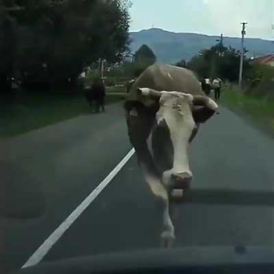 Cow walk > cat walk ?