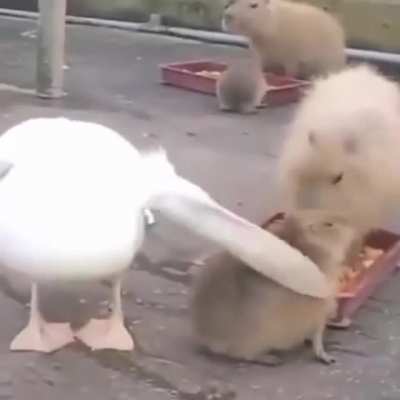 Chomp