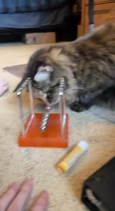 Beanie studying Newton’s Cradle
