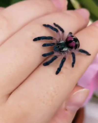 Cutie little tarantula . If you have to name it what would it be ? Any cool names ?