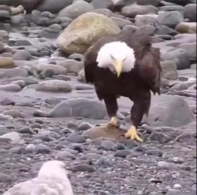 ? Bald Eagle walking amid a flock of sea gulls ?