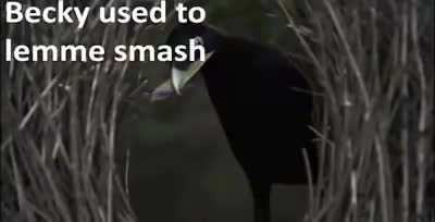 He just want to smash