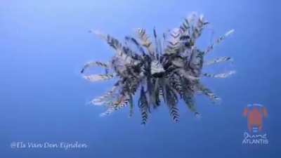 ? Feather Star
