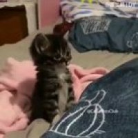 smol kitty