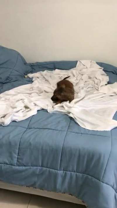 (OC) As I promised, more of this rescued puppy ? I was trying to take him some pics for the adoption process but he had other plans ?