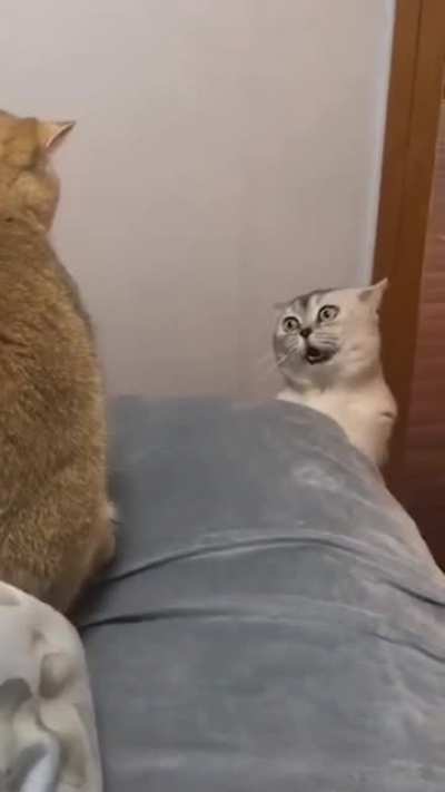 Catnip makes this one angy