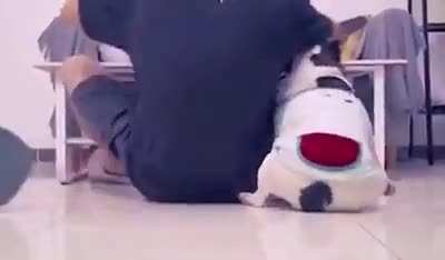 Naugty dog