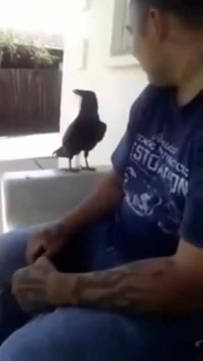 Crows are extremely intelligent. But they are kinda assholes too. Better with sound on