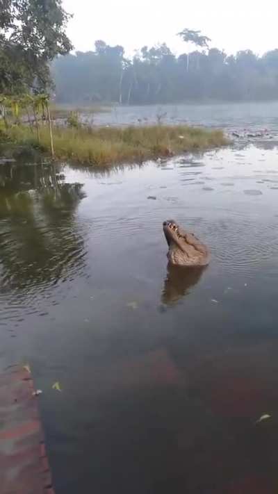 ? Big Siamese Crocodile asserts dominance with territorial low frequency bellows - Bau Sau lake, Vietnam
