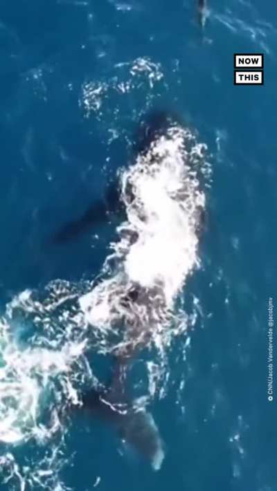 ? Dolphin and Humpback Whale a game together.
