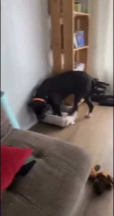 Poor Buddy :(