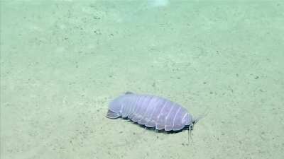 ? Giant Purple Isopod found in the Gulf of Mexico
