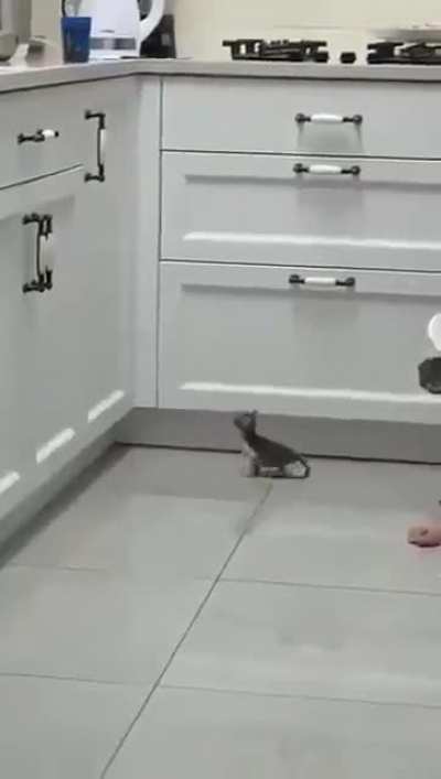 Cats are able do amazing tasks!