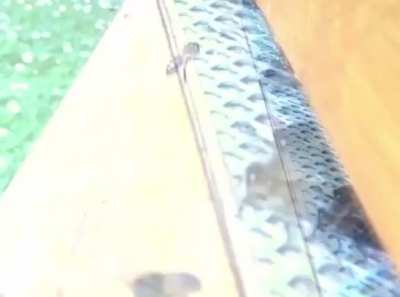 ? Apparently bees are a lot clumsier than one would think