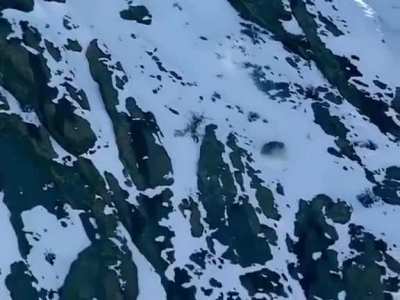 The Snow Leopard's sheer dedication to securing its prey.