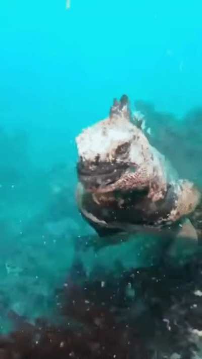 Baby Godzilla swimming
