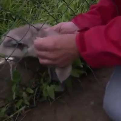 Man saves a baby swan..