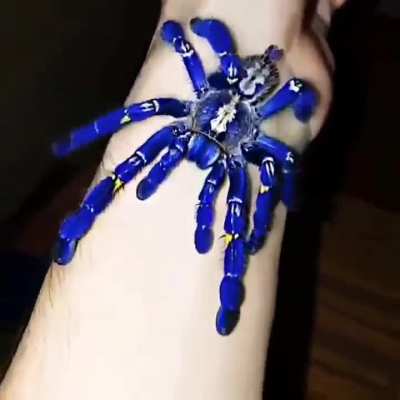??? The Peacock tarantula is the only species in the genus to be covered in blue hair - It also exhibits an intricate fractal like pattern on the abdomen..???
