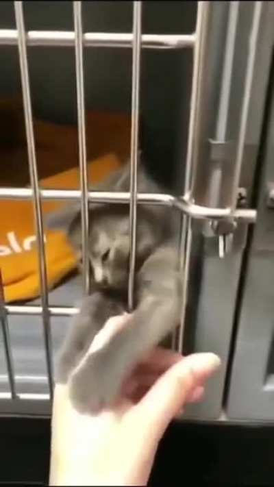 Lil fur ball wants to be adopted ?