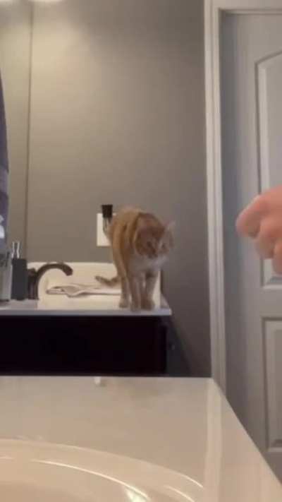 "Why did my cat put me in a nursing home?"