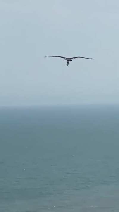 ? A Bird of Prey (Condor?) carries away a giant fish he caught. Filmed at Myrtle Beach, SC.