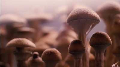 Magic mushrooms growing: amazing time lapse video ?