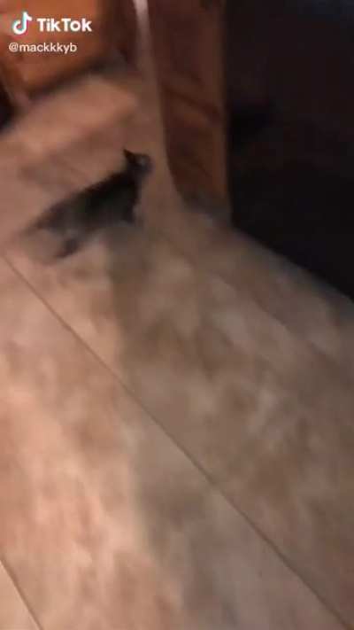 Shes got 8 lives now