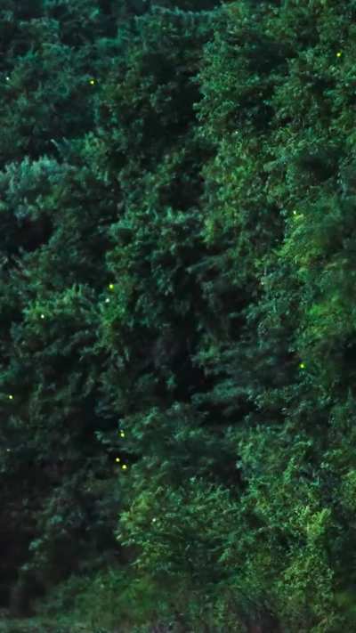 ?Twinkle, twinkle, little fireflies